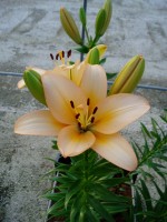 [1678 Menorca No01.JPG]